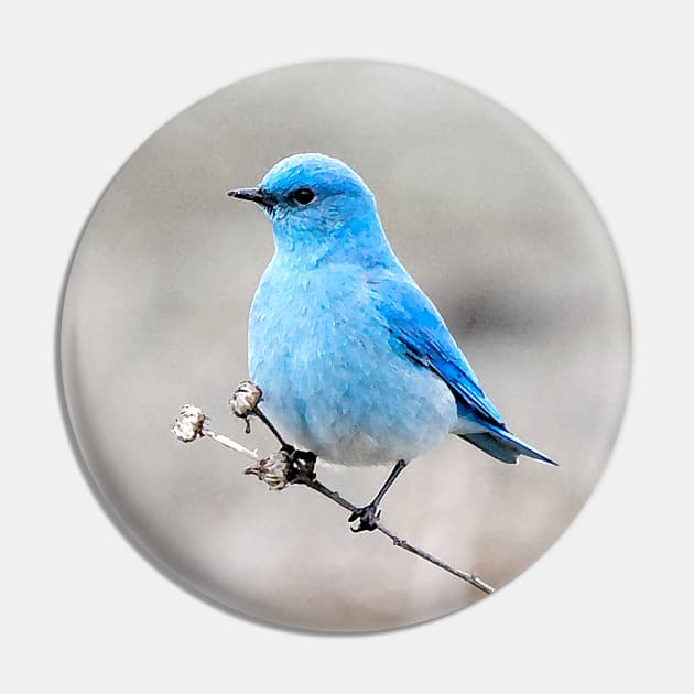 Mountain Bluebird on the Tansy Pin by walkswithnature