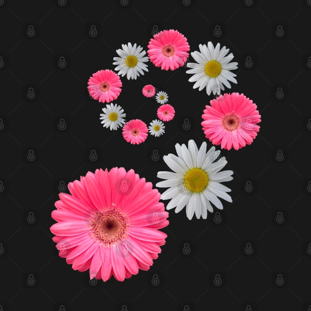 pink flowers daisies bloom floral blooming daisy by rh_naturestyles
