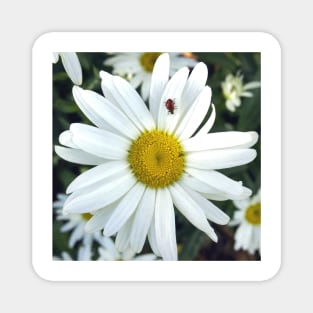 White Daisy Flower and Ladybug Magnet