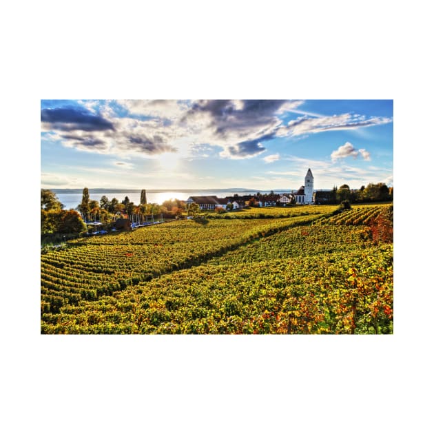 Sunset over Grape Orchards near Hagnau - Lake Constance by holgermader