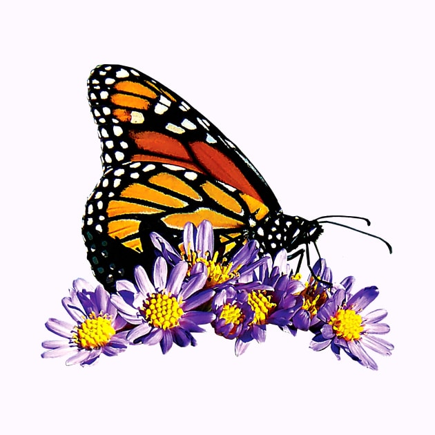 Monarch Butterfly on Purple Asters by SusanSavad