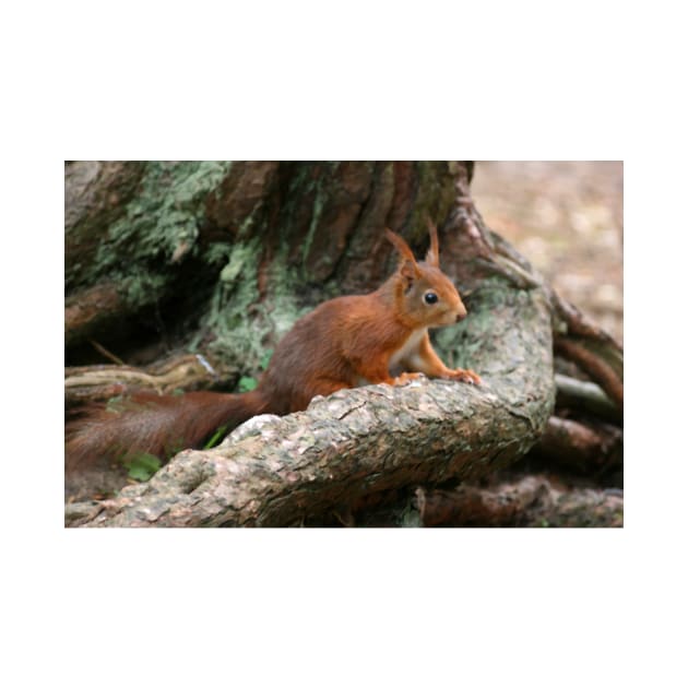 Red Squirrel, May 2019 by RedHillDigital