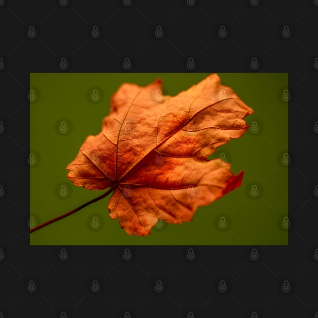 Dried Autumn Maple Leaf by heidiannemorris