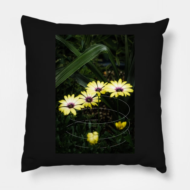 Yellow Cape Marguerite Daisy Geometric Pillow by Robtography