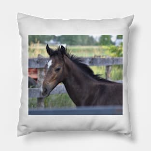 TB colt Pillow