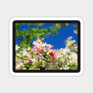 Cheery Blossom Magnet