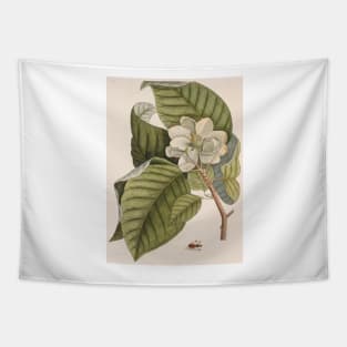 Cucumber tree (Magnolia acuminata) (C010/8074) Tapestry