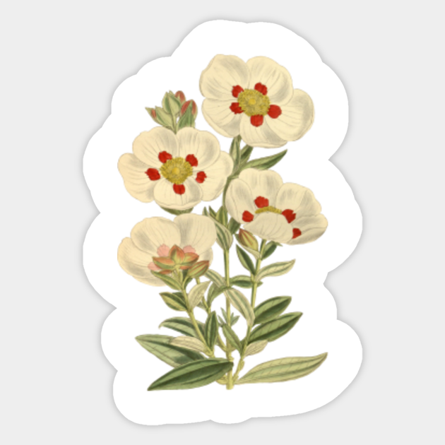 Amazing Vintage Flowers Vintage Sticker Teepublic