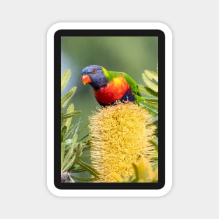 Rainbow Lorikeet on Banksia Magnet