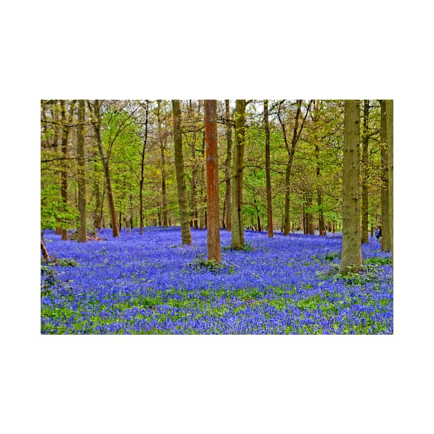 Bluebell Woods Greys Court Oxfordshire UK by AndyEvansPhotos