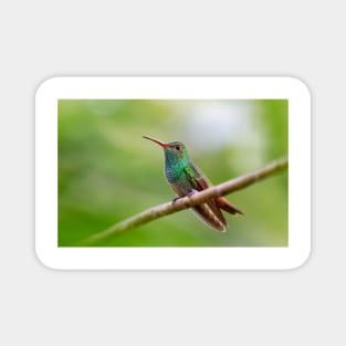 Rufous-tailed hummingbird - Costa Rica Magnet