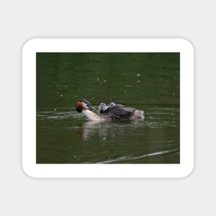 Great Crested Grebe Magnet