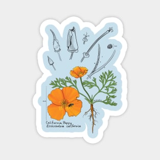 California Poppy Botanical Magnet