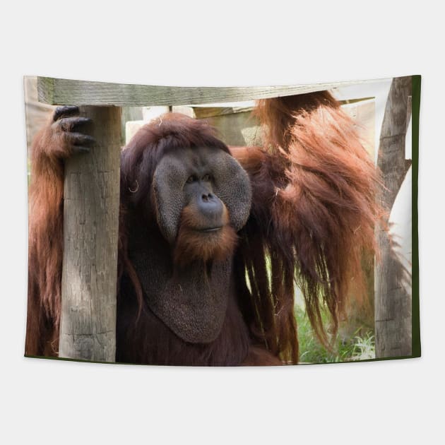 Orangutan Portrait Tapestry by SpectreSparkC