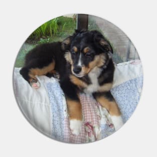 australian shepherd black tri puppy Pin