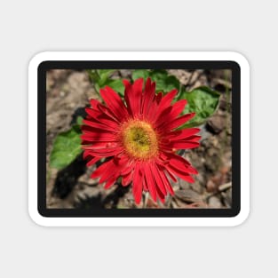 Red Gerber Daisy 2 Magnet