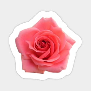 Pink Rose Magnet