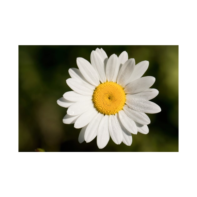 Dew covered Ox-eye Daisy by Violaman