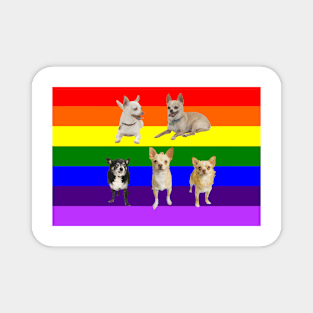 Chihuahua Rainbow Magnet