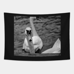 Mute swan portrait Tapestry