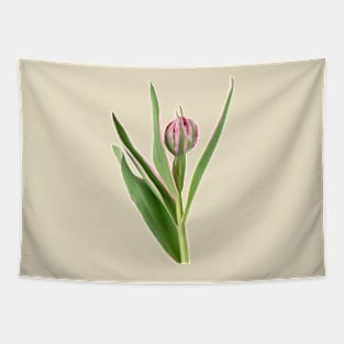 Tulipa &#39;Eternal Flame&#39; Double Early Tulip Tapestry