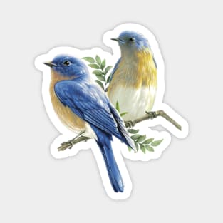 Bluebird Magnet