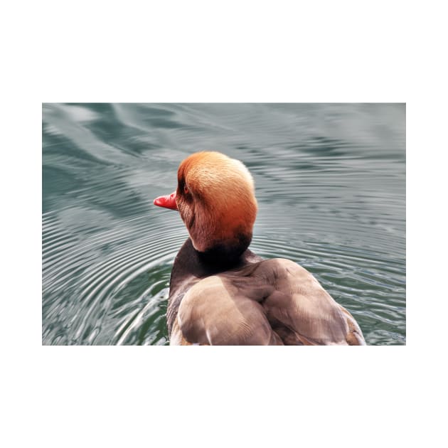 Kolbenente (Netta rufina) - Red-crested Pochard by holgermader