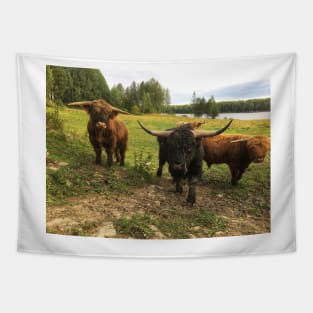 Scottish Highland Cattle Bulls 2090 Tapestry