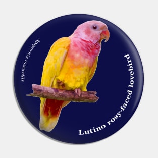 Lutino rosy-faced lovebird pin white text Pin