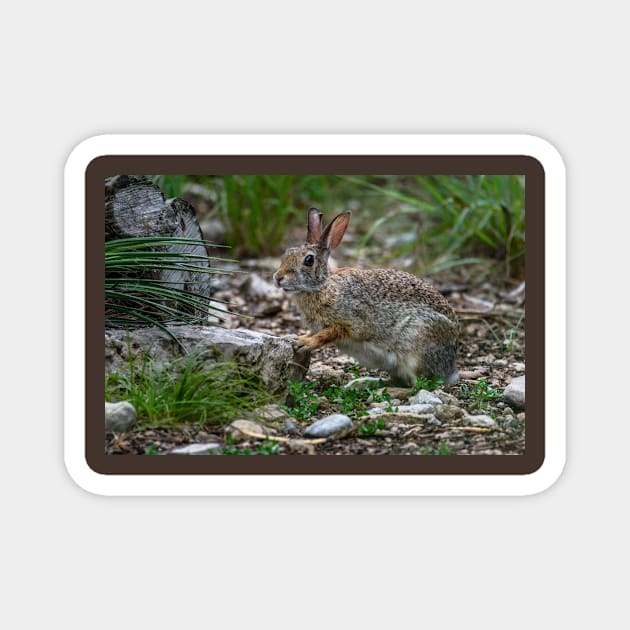 Cottontail Rabbit Hopping Along the Trail Magnet by Debra Martz