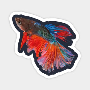 Beta fish Magnet