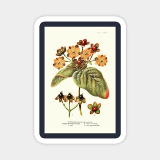 Tutsan St. John's Wort - Plant-life - Botanical Illustration Magnet