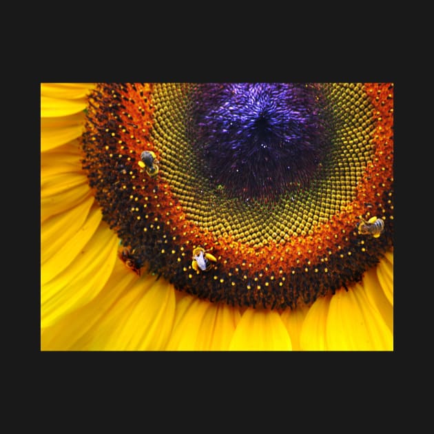 Sunflower, Seeds & Bees by LaurieMinor