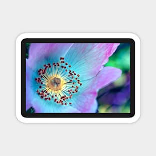 Colourful Wild Rose Magnet