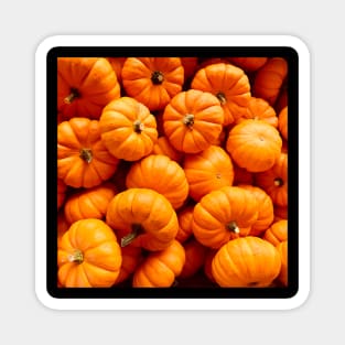 Orange fall harvest Halloween pumpkin pattern Magnet