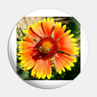 Orange and Red Gaillardia Prairie Flower with Bee Macro Pin