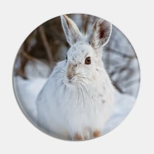 Snow Shoe Hare Pin