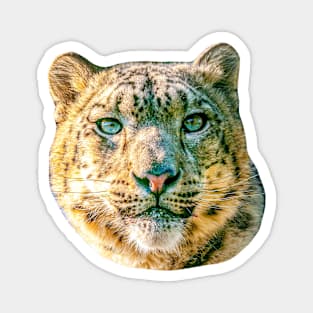 Snow Leopard Magnet