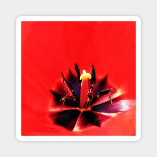 Red tulip macro Magnet