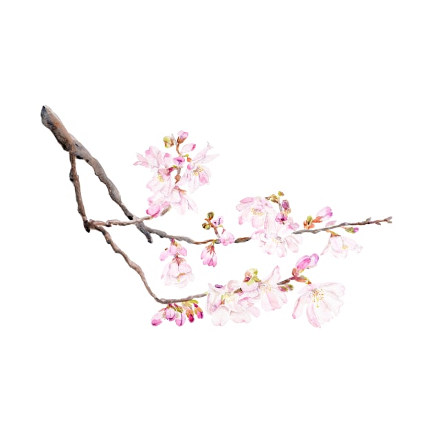 pink cherry blossom 2023 2 watercolor by colorandcolor