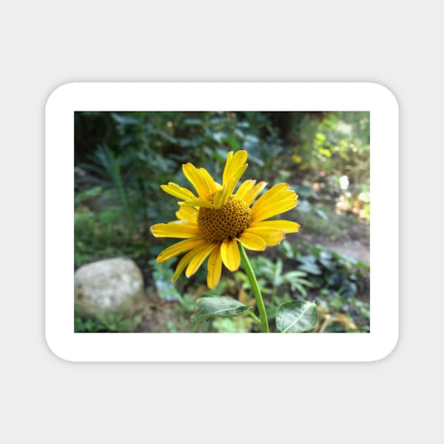 Yellow blossom Magnet by Gourmetkater