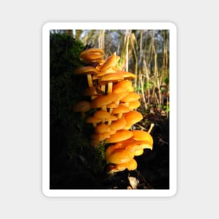 Mushroom World Magnet