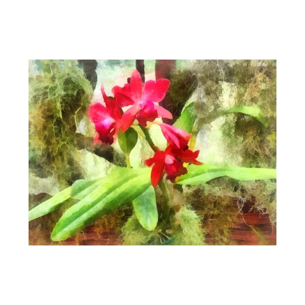 Maroon Cattleya Orchids by SusanSavad