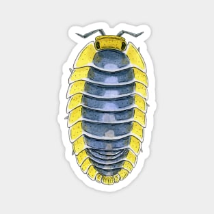 Cubaris sp. "Lemon Blue" Isopod Magnet