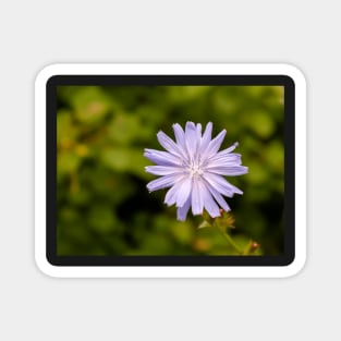 Purple chicory flower Magnet