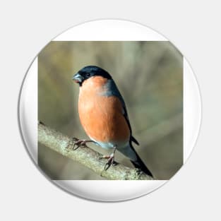 Male bullfinch Pin