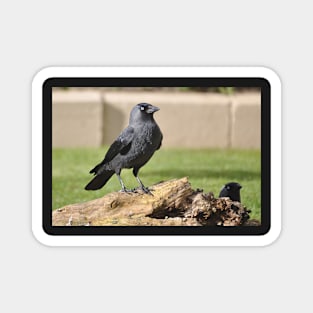 The Jackdaw Magnet