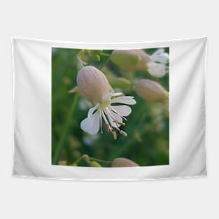 Bladder Campion Flower in The Field Tapestry