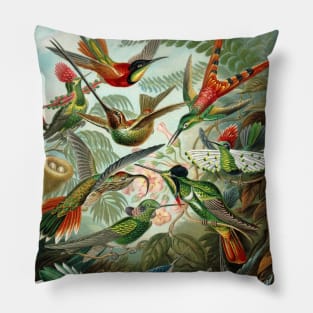 Hummingbirds Trochilidae by Ernst Haeckel Pillow