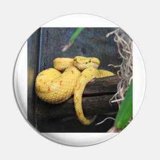 Eyelash Viper Pin